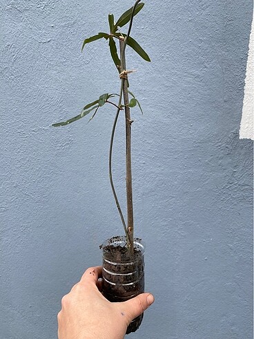 Beden çeşitli Renk Çarkıfelek çiçeği (pasiflora )