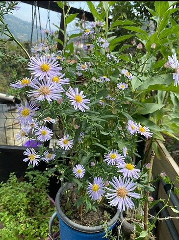 Aster papatyası