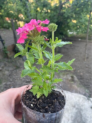 Diğer Mine çiçeği