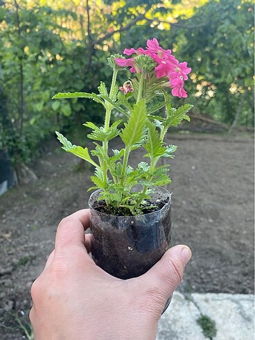 Beden pembe Renk Mine çiçeği