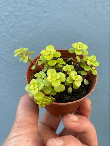 Sedum makioni
