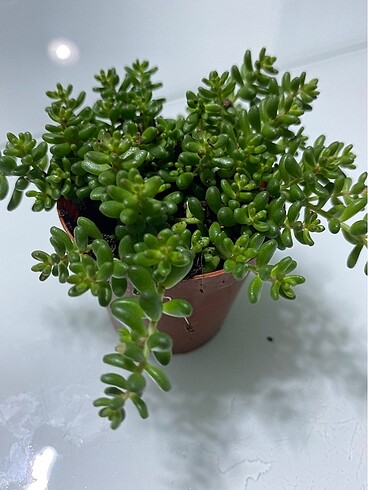 Boncuk sedum