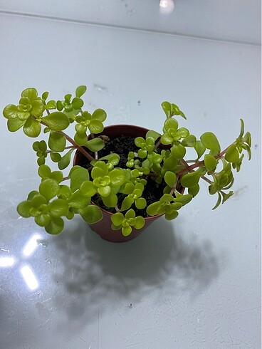 Sedum makioni