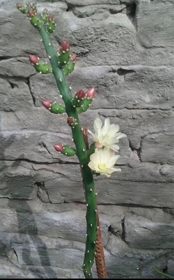 Opunto salmina (kaktüs)