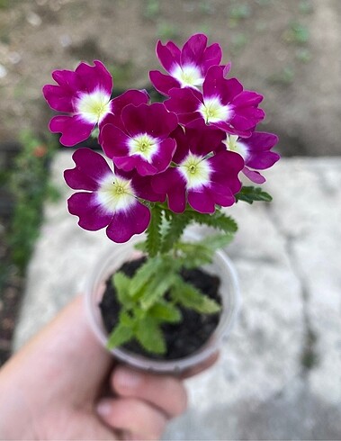 Mine çiçeği (Ebruli )