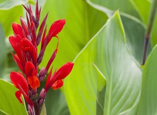 Çiçek Canna indica (tesbih çiçeği )