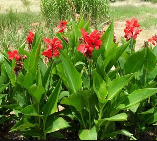 Canna indica (tesbih çiçeği )