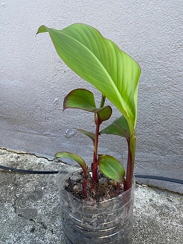  Beden Canna indica (tesbih çiçeği )