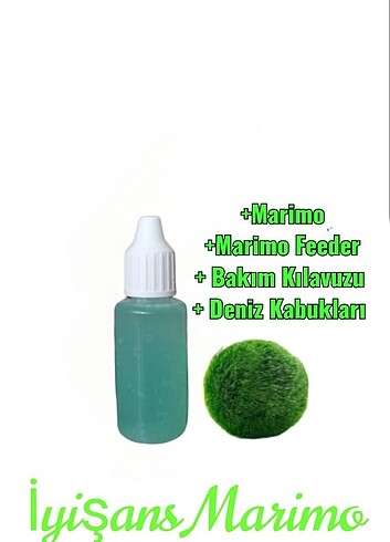 İyişans Marimo ve Feeder 