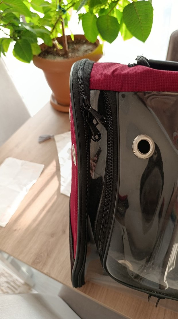 Bordo Şeffaf Taşınabilir Evcil Hayvan Taşıyıcı - Görsel 2