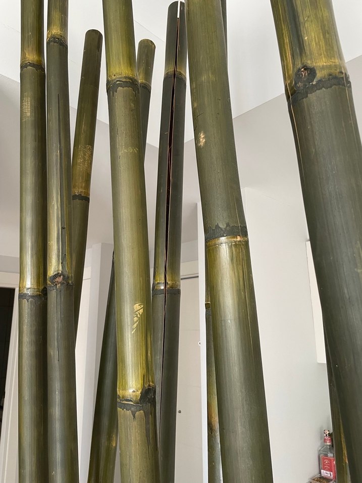 SEPERATÖR BAMBU GERÇEK MUDO - Görsel 3