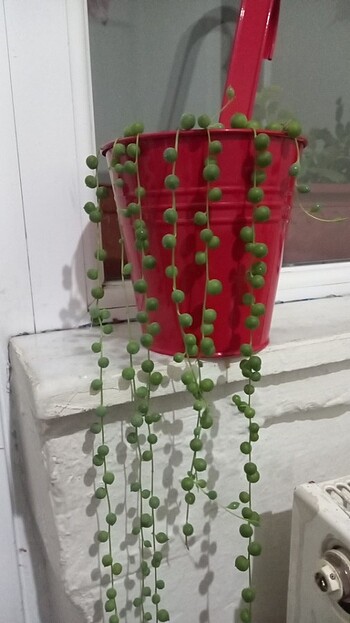 Canlı Çiçek