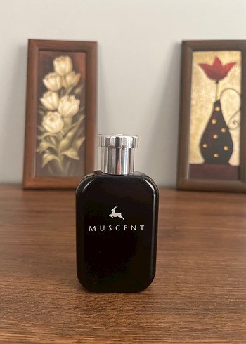 Beden MUSCENT MARFA MUADİLİ