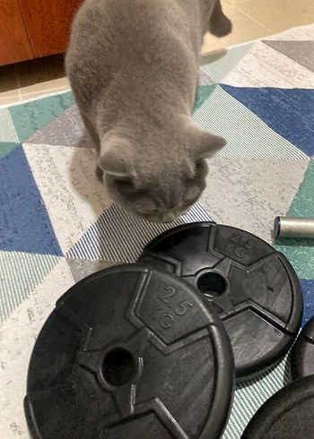 dambıl(dumbell) ağırlık barfiks Siyah Düz Egzersiz Matı 2 tane - Görsel 3