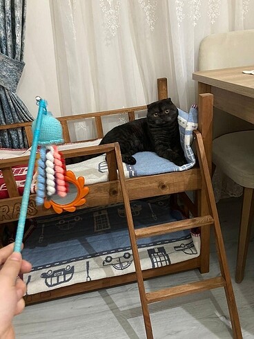  Kedi oltası ???? kedi oyuncağı????