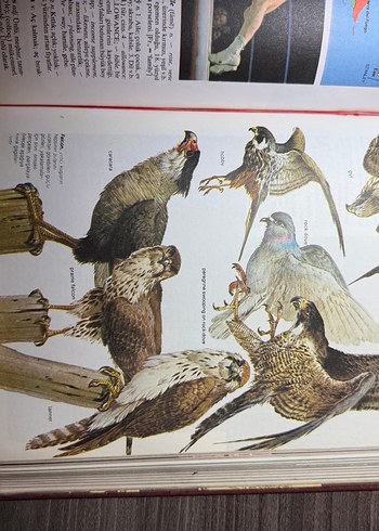 Yeni Oxford Resimli Ansiklopedik Sözlük Cilt 1-2 - Görsel 5