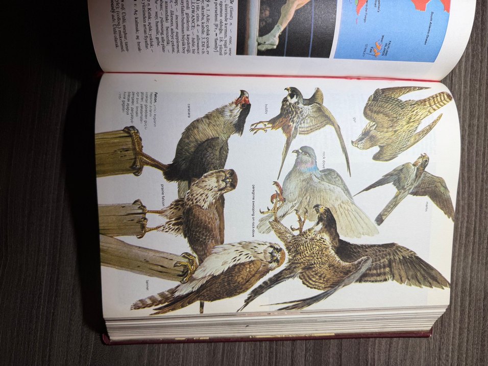 Yeni Oxford Resimli Ansiklopedik Sözlük Cilt 1-2 - Görsel 5