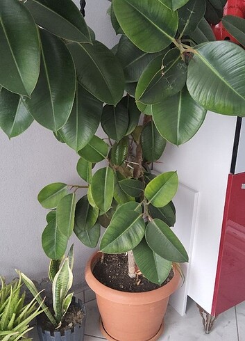  Beden Kauçuk ağacı 1.5 metre