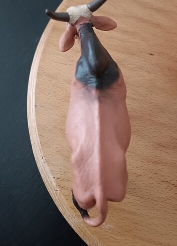 Beden Renk Papo Zebu Sığırı