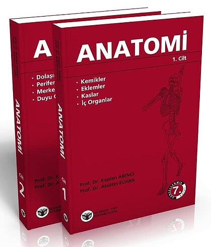 Arinci anatomi
