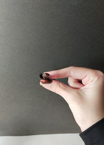 Magnet Spagetti Servis Kaşığı #beğeni #takip - Görsel 7