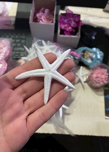 Deniz Kabuğu ve Yapay Deniz yıldızı - Görsel 2