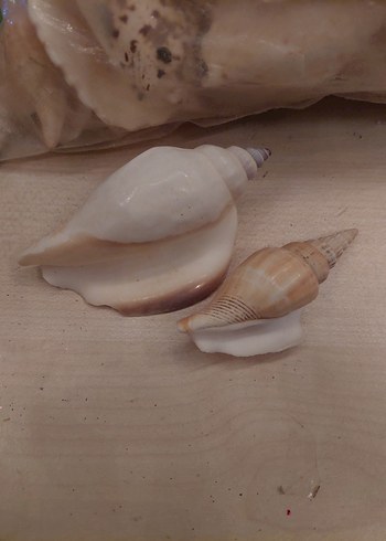 Deniz Kabuğu ve Yapay Deniz yıldızı - Görsel 3