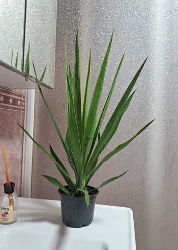 Yuka çiçeği adet 200 tl - Görsel 5