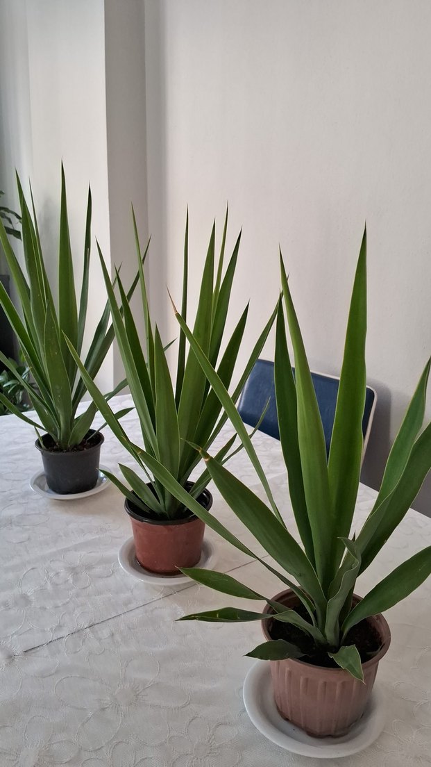 Yuka çiçeği adet 200 tl - Görsel 2