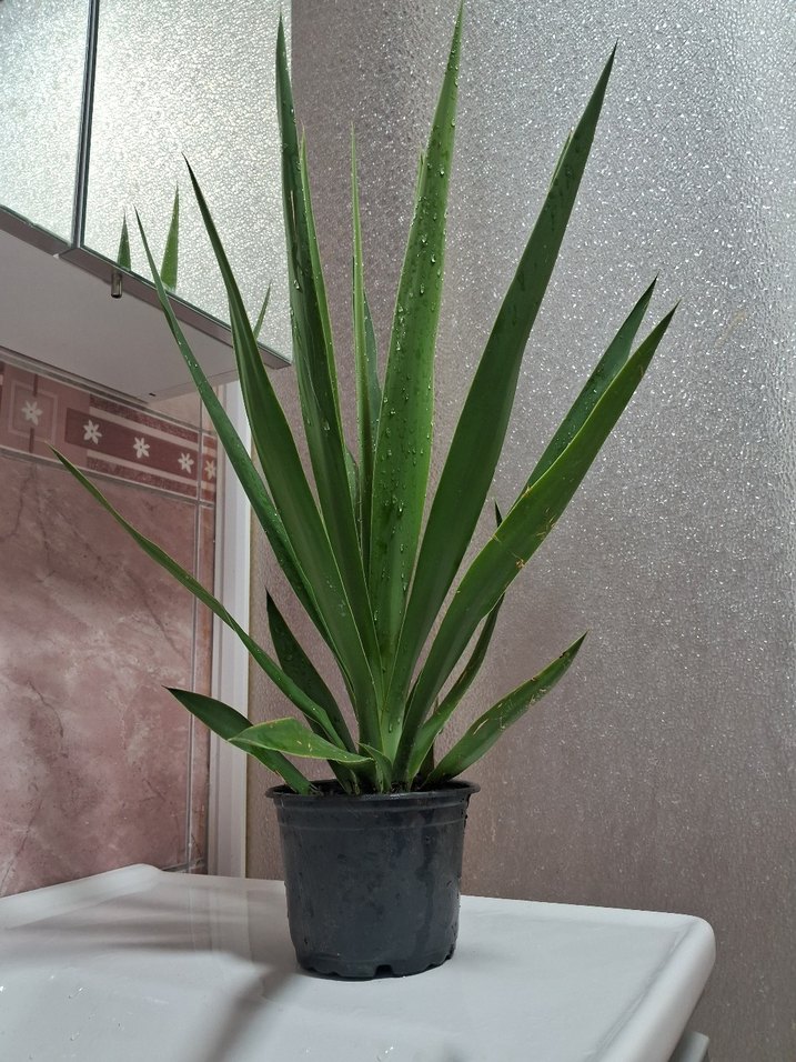 Yuka çiçeği adet 200 tl - Görsel 3