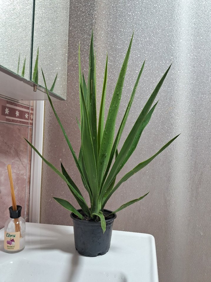 Yuka çiçeği adet 200 tl - Görsel 5