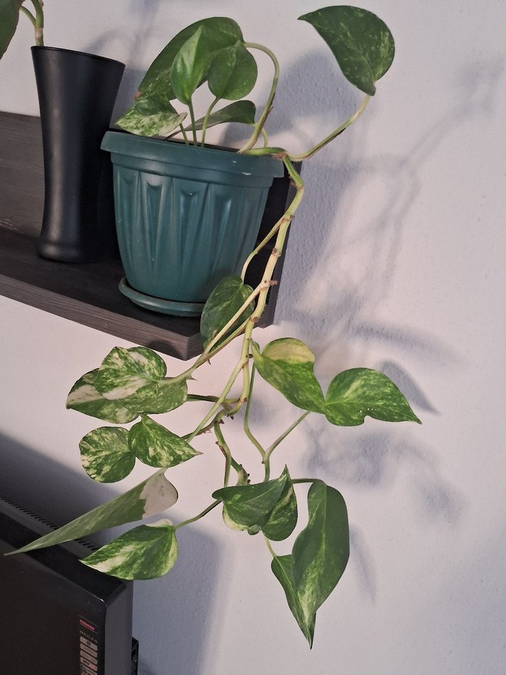 Koyu Yeşil Saksıda Sarmaşık Bitkisi - Görsel 2