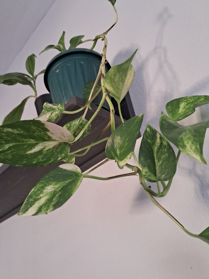 Koyu Yeşil Saksıda Sarmaşık Bitkisi - Görsel 4
