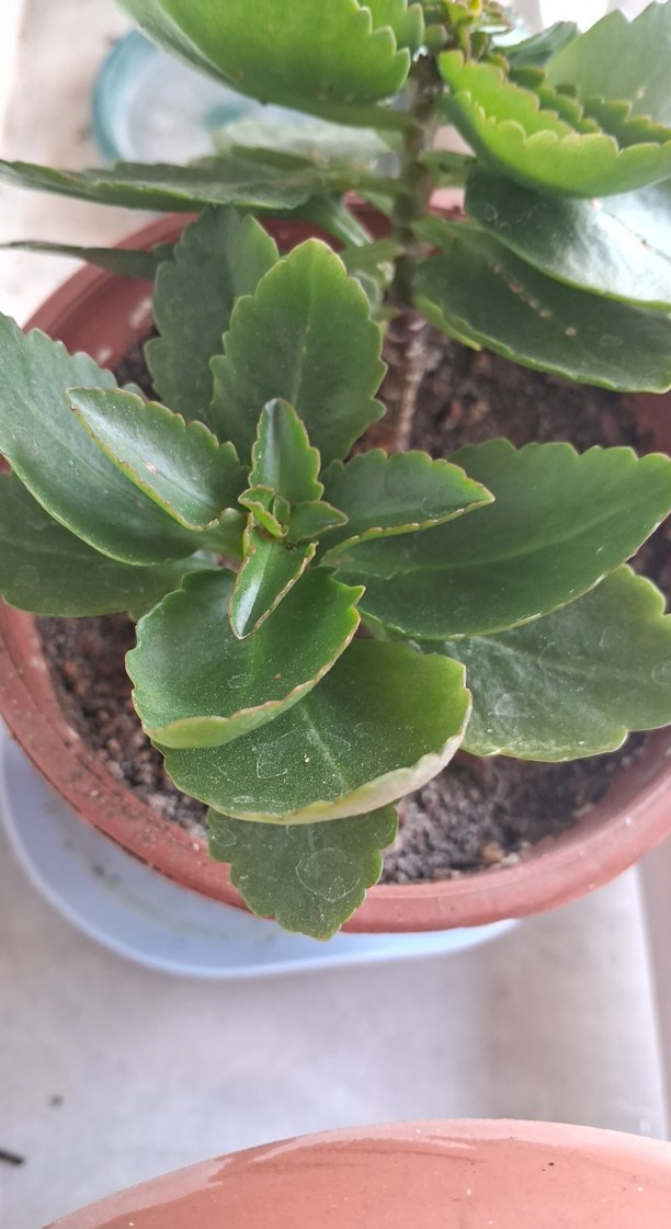 Kalanchoe Bitkisi Saksıda - Görsel 2