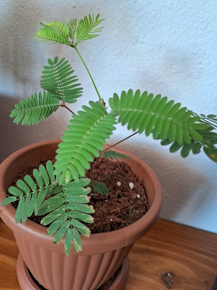 Küstüm çiçeği - Görsel 3