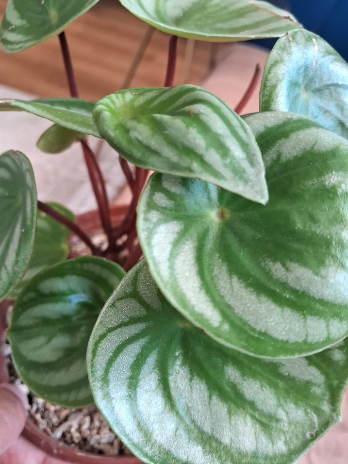 Yeşil ve gümüş renginde olan muhtaşem karpuz çiçeğimiz mevcut - Görsel 4