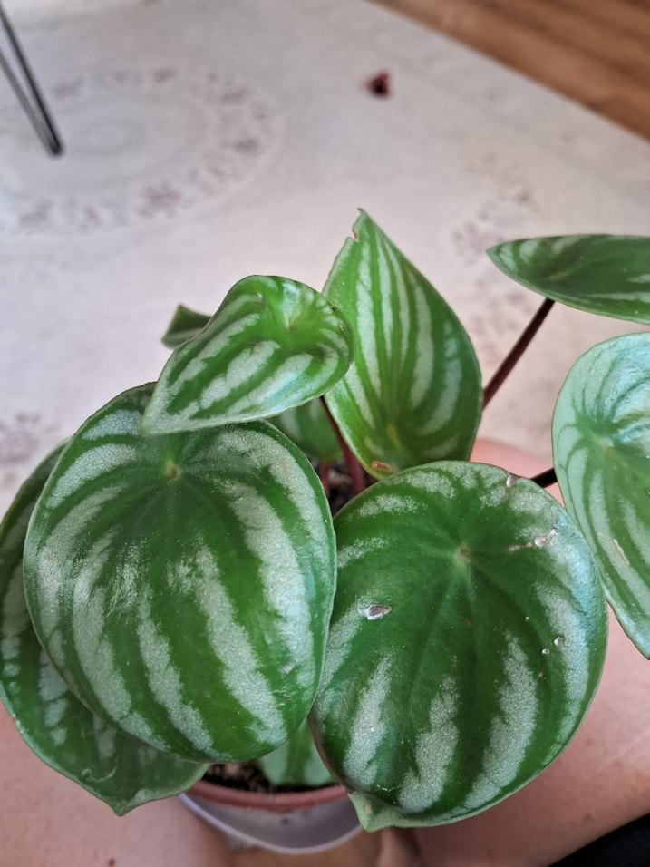 Yeşil ve gümüş renginde olan muhtaşem karpuz çiçeğimiz mevcut - Görsel 3