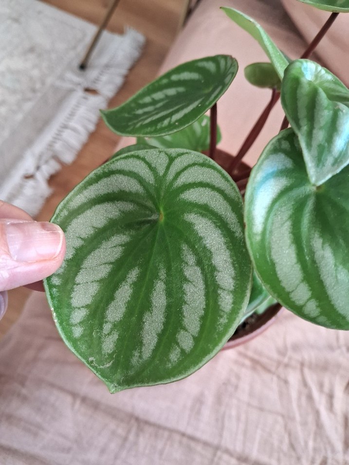 Yeşil ve gümüş renginde olan muhtaşem karpuz çiçeğimiz mevcut - Görsel 2