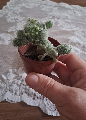 Sarı Çiçekli Renkli Kaktüs Süs Bitkisi - Görsel 4