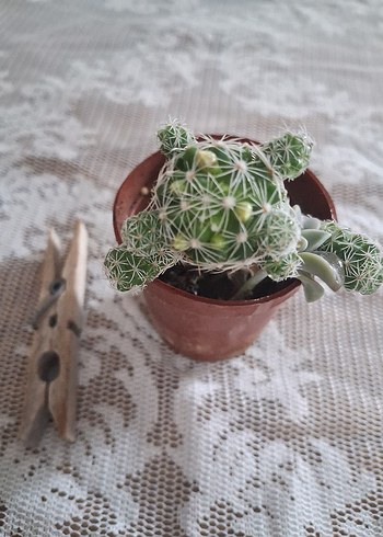 Sarı Çiçekli Renkli Kaktüs Süs Bitkisi - Görsel 3