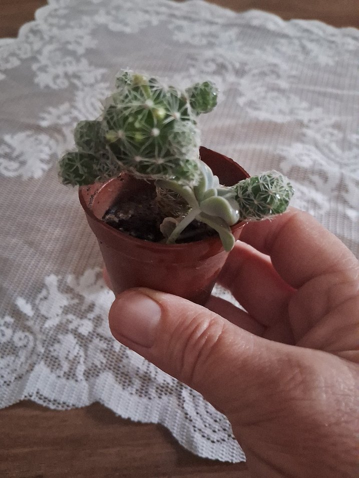 Sarı Çiçekli Renkli Kaktüs Süs Bitkisi - Görsel 4