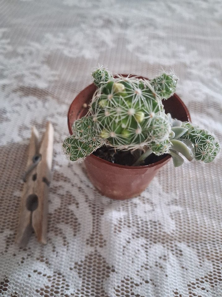 Sarı Çiçekli Renkli Kaktüs Süs Bitkisi - Görsel 3