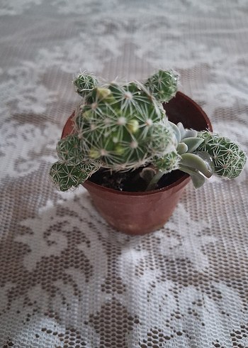 Beyaz Çiçekli Renkli Kaktüs Saksı Bitkisi - Görsel 3