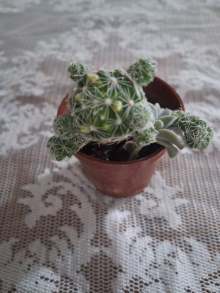 Beyaz Çiçekli Renkli Kaktüs Saksı Bitkisi - Görsel 3