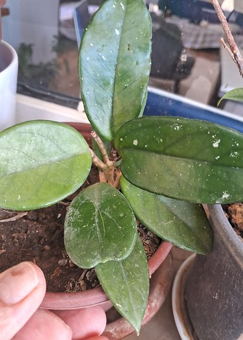 mum çiçeği - Görsel 5