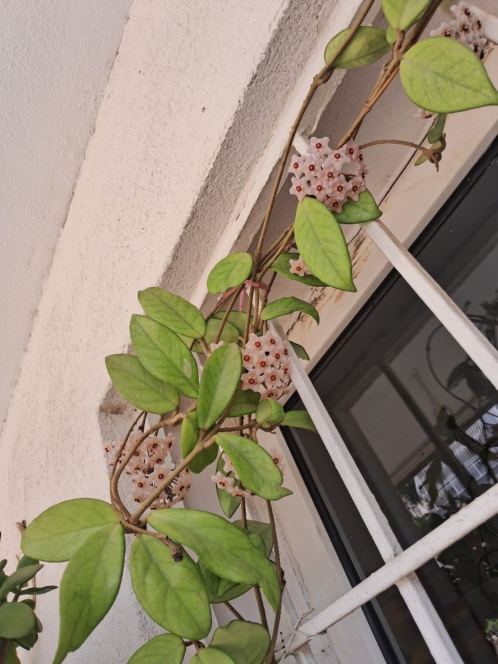 mum çiçeği - Görsel 4