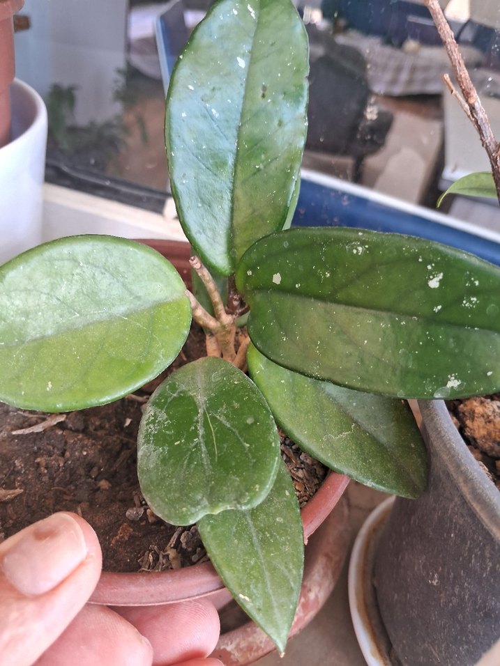 mum çiçeği - Görsel 5