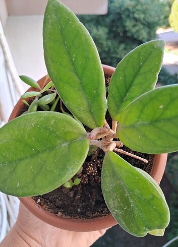 Hoya çiçeği (penbe) ve zümrüt kolyesi