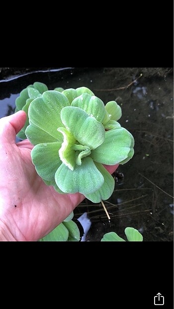 Pistia su marulu