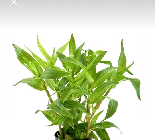 Beden Murdannia Keisak
